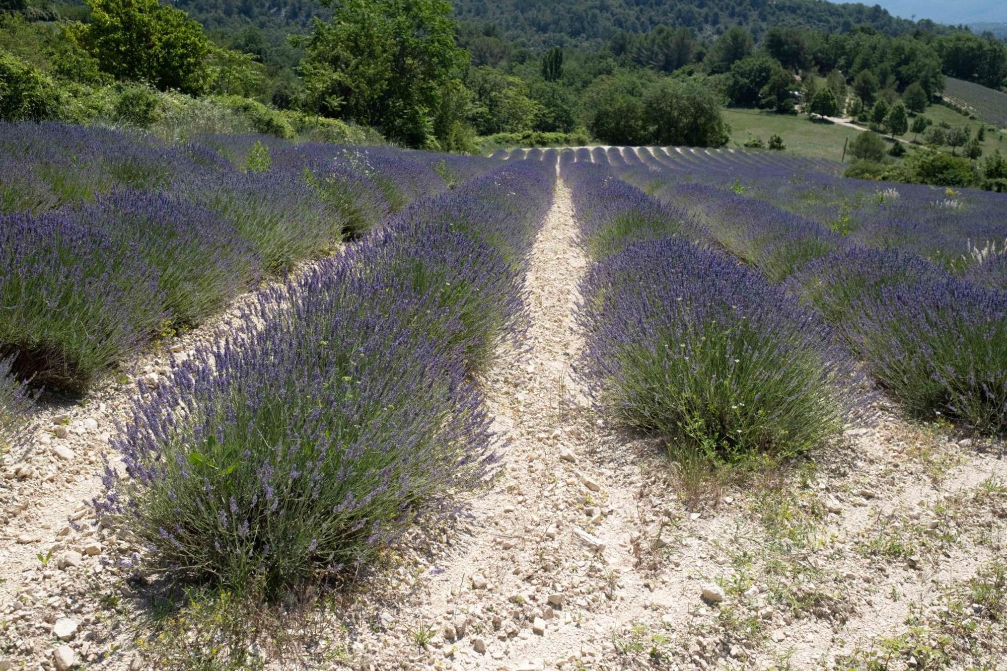 Maison De Campagne La Teranga Au Coeur Du Luberon Apt Exterior foto